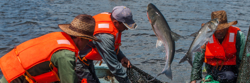 Pesca de plataforma favorece cumplimiento del establecimiento acuícola