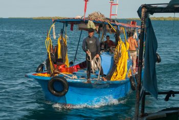 El arte de recoger pepinos en el mar (+Galería)