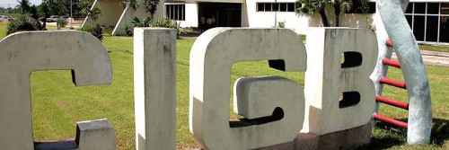 Comenzarán en Camagüey producción de vacuna contra peste porcina