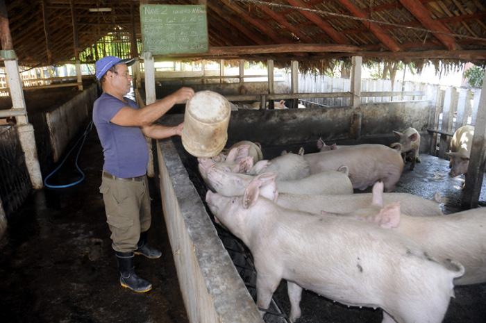  Cuba produces enough pork for domestic consumption