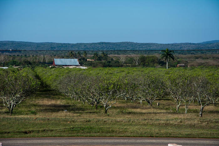 Cuban province works hard to restore its citrus plantations
