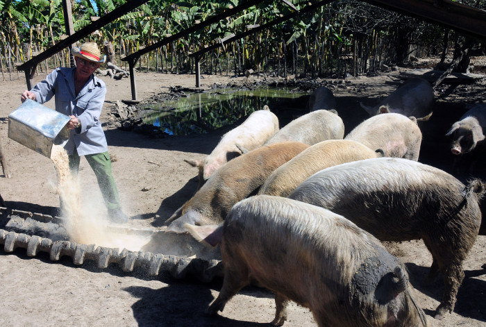 Al autoconsumo lo ubicaron en las cercanías del secadero. Allí, además de cerdos, cuentan con gallinas y carneros.
