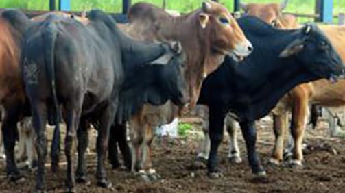 Seleccionan laboratorio camagüeyano para vigilancia de enfermedad de las vacas locas