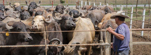Asociación Cubana de Producción Animal en Feria del Libro