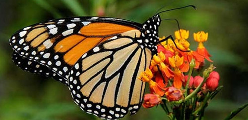 Mariposas, bellezas aladas de Cuba