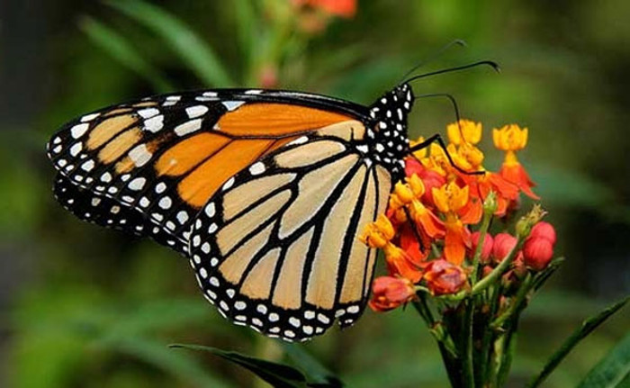 Fotos: Tomada de juventudrebelde.cu Mariposas, bellezas aladas de Cuba