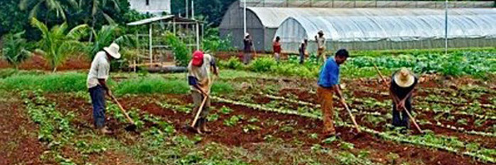 Ascenso de producción por influencia de cultivos agroecológicos