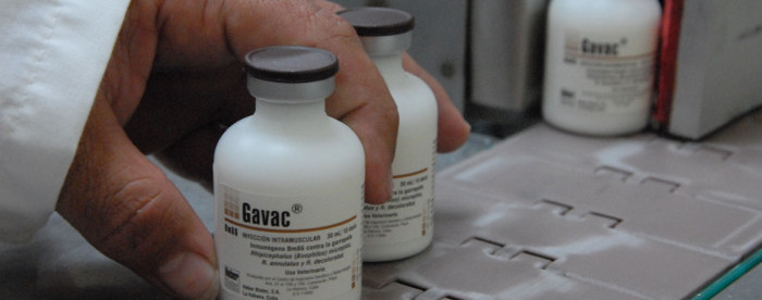 The application of the vaccine Gavac in the cattle mass increases
