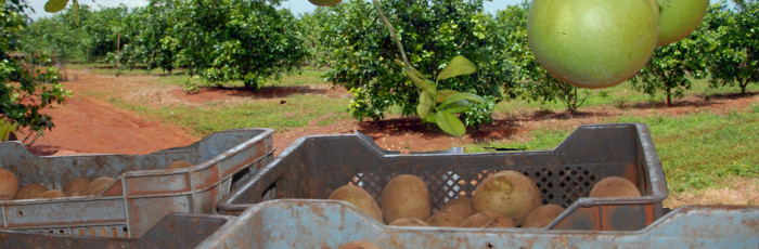 ¿La mayor plantación frutícola de Cuba en Cubitas?