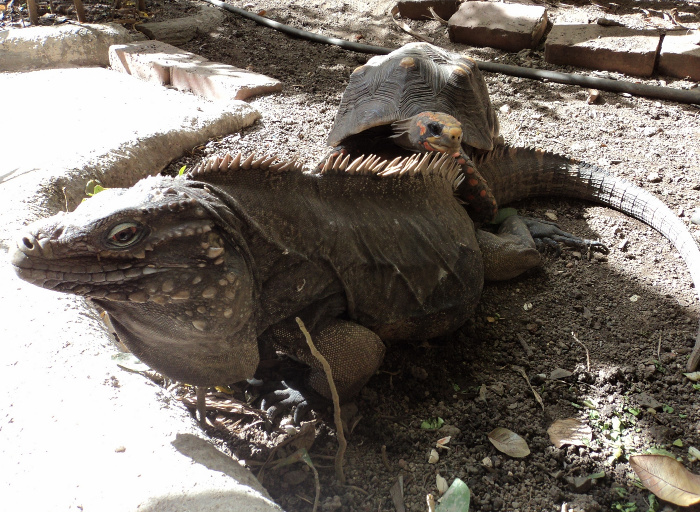 Foto: Del autor Reptilianos domésticos