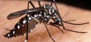 En Cuba Semana de Acción contra el Mosquito