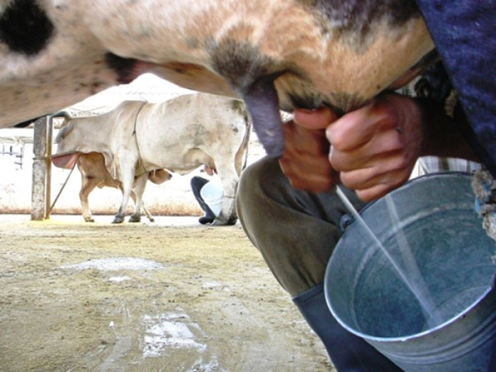 Foto: Otilio Rivero Delgado/Adelante/Archivo Campesinos lideran entrega de leche en Camagüey