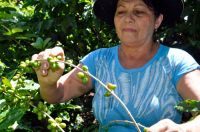 campesina-2-gal