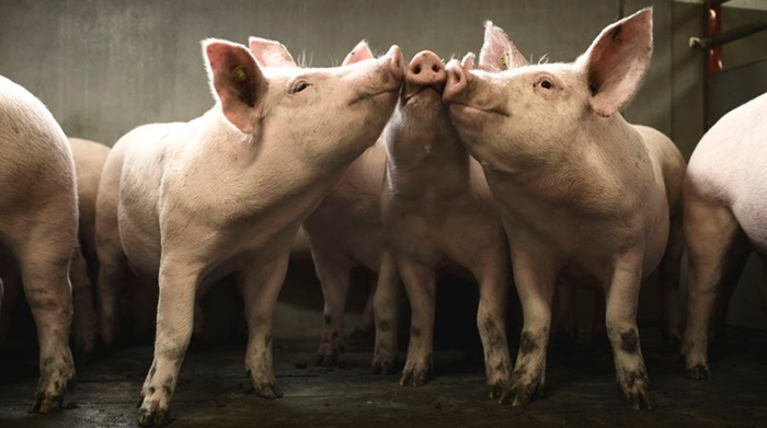 Danish and Cuban companies to set joint venture to produce pork