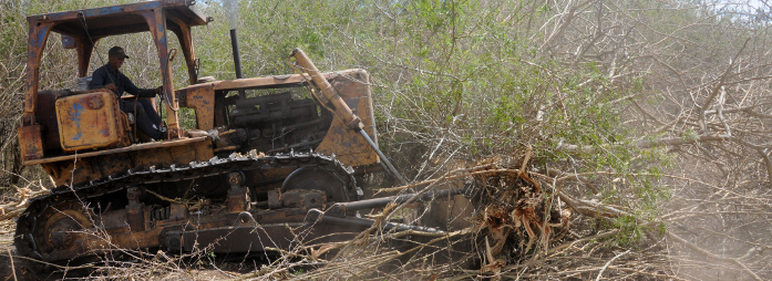 Por un Camagüey de ordeños y cosechas
