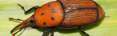 La amenaza del picudo rojo