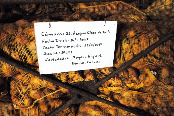 La foto muestra una parte de las papas de Ciego de Ávila en conservación en el frigorífico Stefan Borisov de Camagüey.