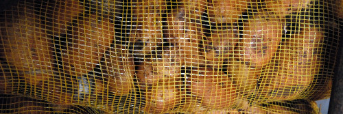 Papas, pregones, precios entre cubanos