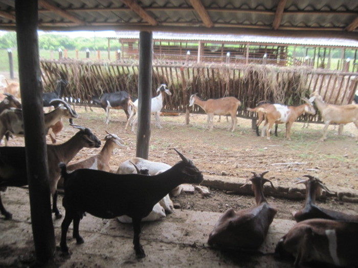 Cabras jóvenes para empezar en San José la reproducción caprina.