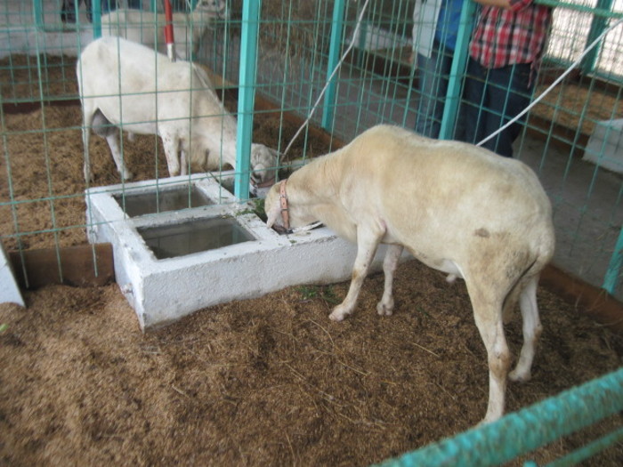 Sementales “blanco criollo” del Centro de Inseminación.