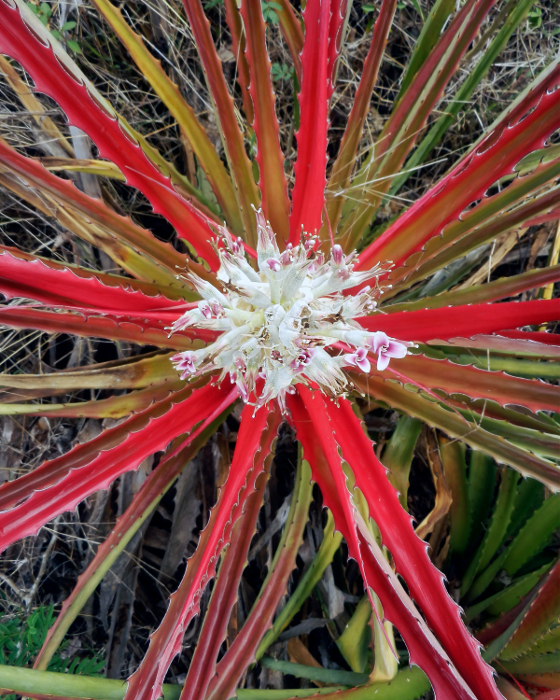Eredy Machín Iglesias 2do Lugar Flora