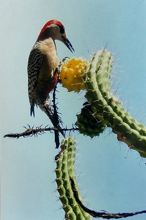 Jesús Toledo Díaz 2do Lugar Fauna