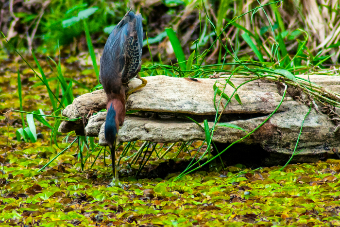 Rodolfo Rivero Saurín 3er Lugar Fauna