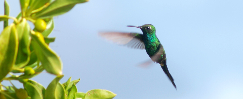 Flora y Fauna a través del lente (+Fotos)