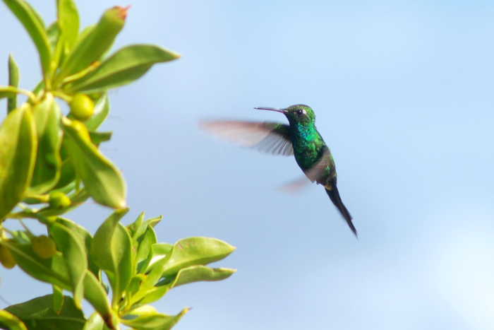 David González Pérez Mención Fauna