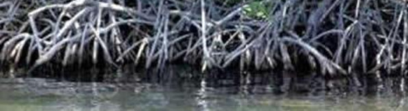Camagüey enfrenta el cambio climático