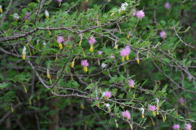 El dichrostachys nutans, popularmente conocido en cuba como marabú, es una de las plantas invasoras de la nación caribeña. Foto: Tomada de cienciadecuba.wordpress.com Eliminan especies exóticas invasoras en Camagüey