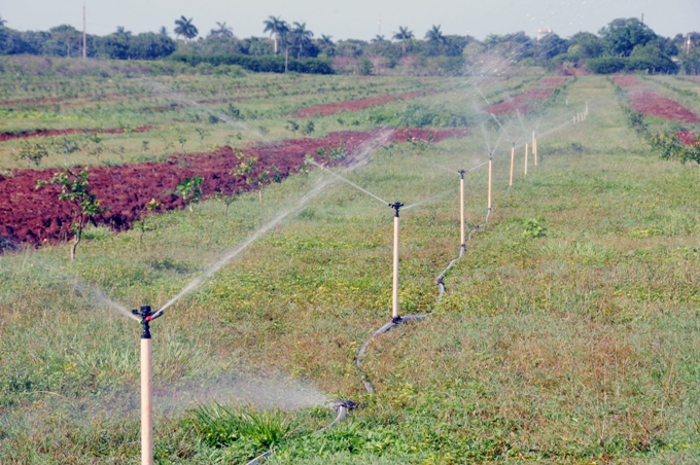 Cítricos: toronja, naranja y limón intercalados con frutales bajo irrigación por aspersión en la “Julio Sanguily”, donde completarán este año 250 hectáreas de nuevos cultivos.
