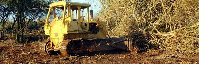 Agropecuarios recuperan tierras cubiertas de marabú
