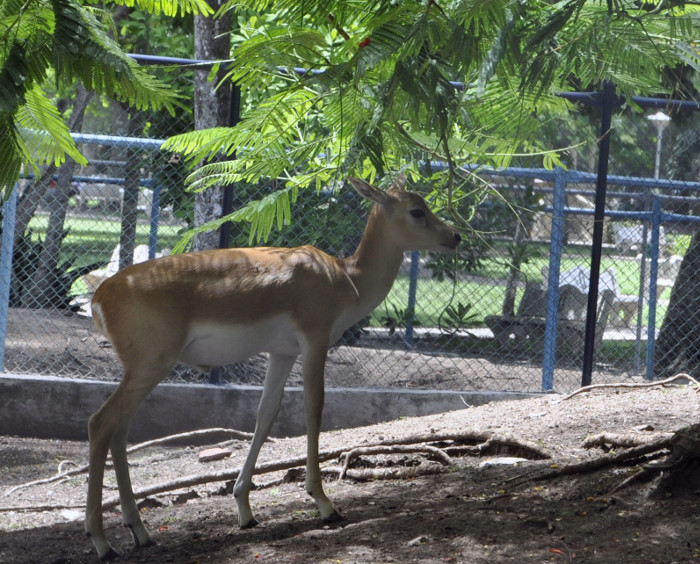 Ejemplares en intercambio multiplican la presencia de especies zoológicas.