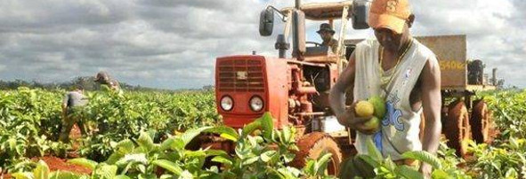 Rescate de árboles frutales, prioridad en Camaguey