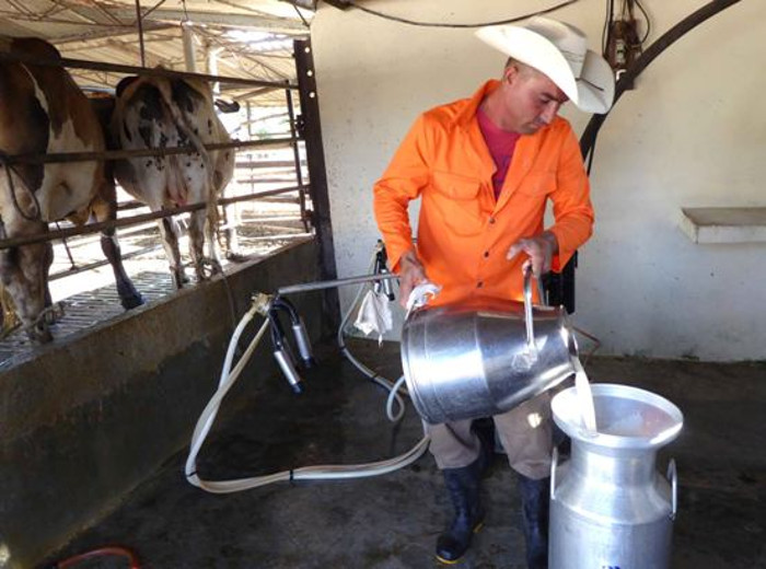 Fotos: Del Autor En Camagüey primera cooperativa de producción lechera millonaria de Cuba