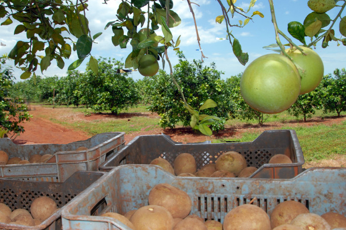 Cuba Looks to Improve Land Productivity and Soil Quality