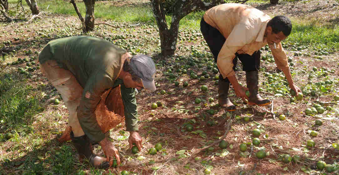 Desplegada fuerzas para la recuperación en Sierra de Cubitas y Brasil