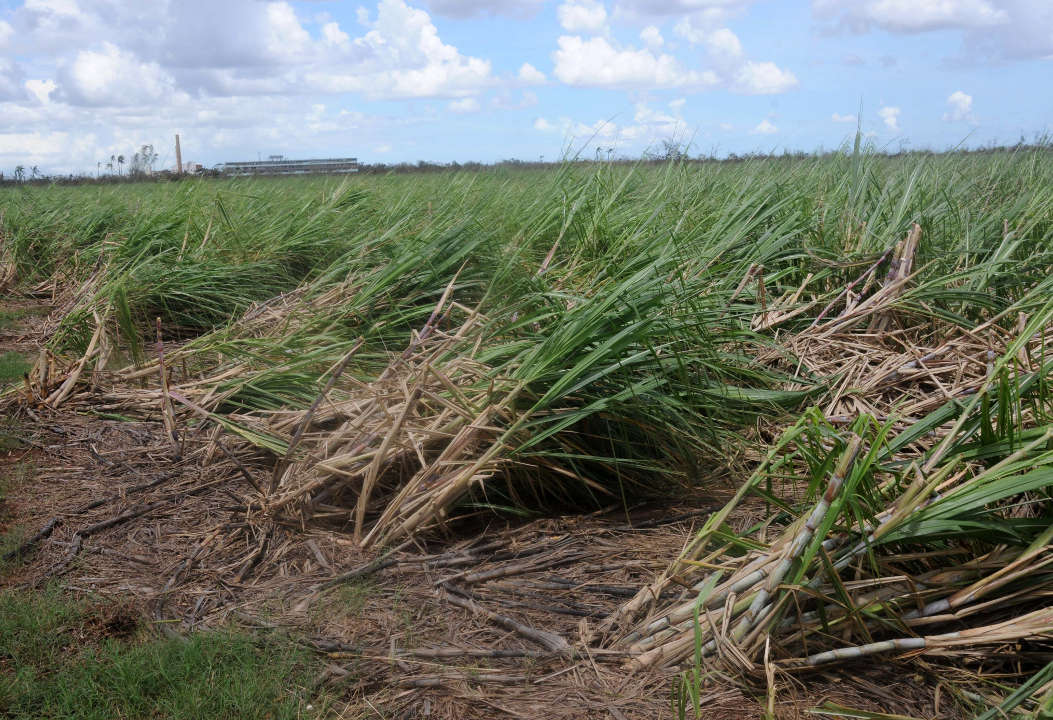 Las afectaciones a las plantaciones cañeras se evalúa.