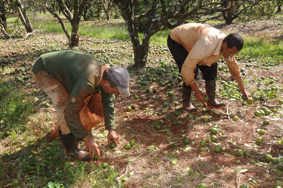  Opened forces for the recovery in Sierra de Cubitas and Brazil