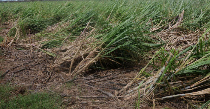 Azucareros en recuperación del poblado y el central Brasil