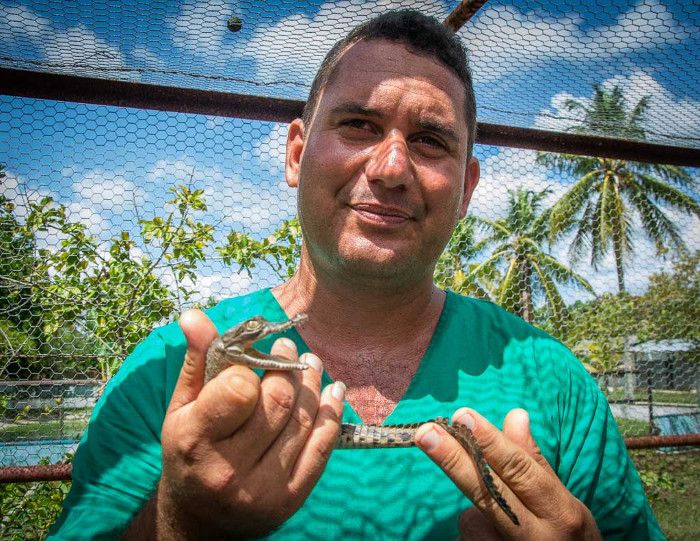  Yosvany muestra una de las crías obtenidas este año con solo pocos meses de vida.