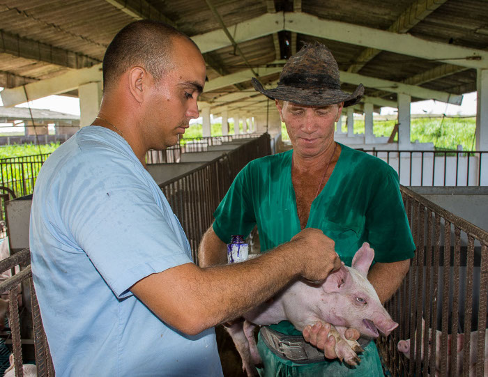 Ni siquiera en las condiciones “de excepción” que vive el “Multiplicador” se descuida la atención de los animales.