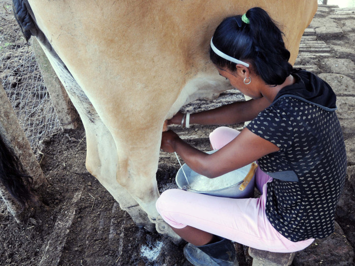 Reconoce la FAO el trabajo de la mujer rural en Cuba