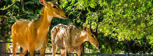 Nueva empresa cubana de Zoológicos