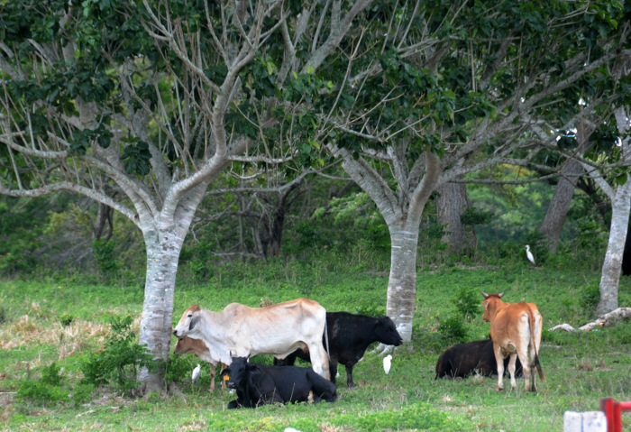 Genética ganadera de Camagüey en la avanzada nacional