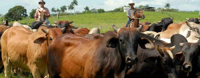 Proyecto de ganadería sostenible PROYLAIF comienza por Camagüey