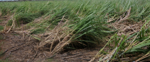 Industria azucarera y Tarea vida en la óptica de la ciencias de Camagüey