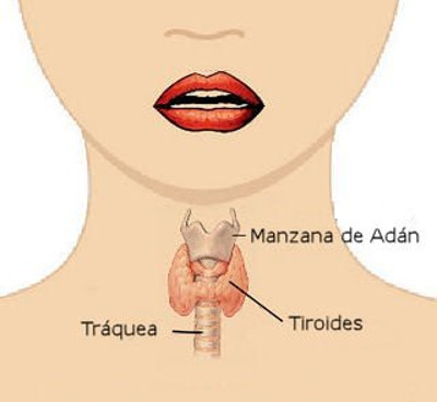 Tiroides. Ilustración tomada de www.mdsaude.com