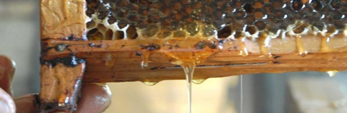 Satisfactoria producción de miel de abejas en Camagüey